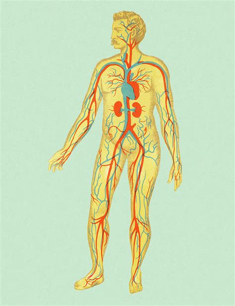 Circulatory System Of Man Drawing By Csa Images Pixels