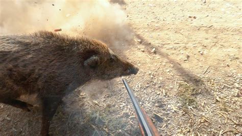 Chasse Sanglier Au Maroc Chichaoua Wild Boar Hunting 2023 2024 YouTube