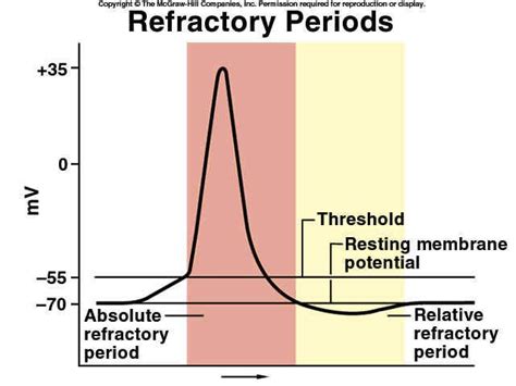 The Refractory Period Is A Period Of Resistance To Stimulation And The