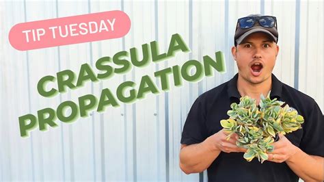 CRASSULA PROPAGATION 🌱 - YouTube