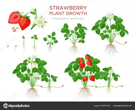 Planta de fresa etapas de crecimiento de semillas plántulas floración