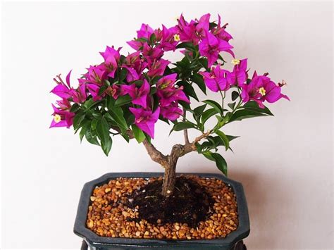 Bougainvillea Bonsai Tree Care Guide Bougainvillea Glabra Bonsai