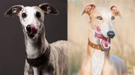 Whippet Vs Greyhound Diferencias Y Similitudes De Raza 2024