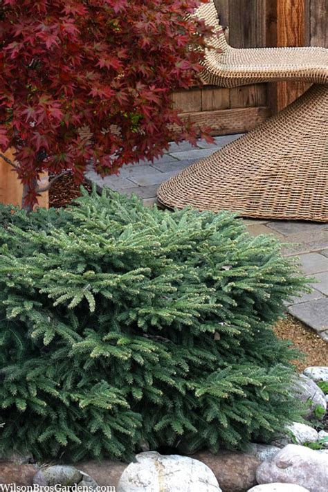 Buy Birds Nest Spruce Picea Abies Nidiformis Free Shipping