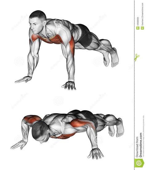 types  push ups  variations artofit
