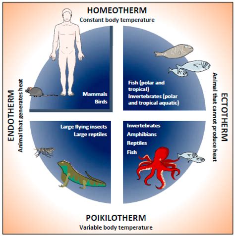 Differentiating Between Homeothermic and Endothermic Animals