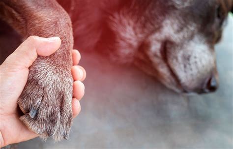 C Mo Superar El Duelo Cuando Falta Tu Mascota Revista Lazos