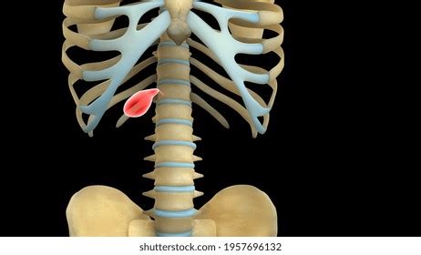 Human Organs Anatomy 3d Illustration Stock Illustration 1957696132 ...