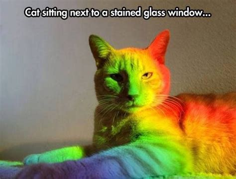 Flying Cat Meme Rainbow