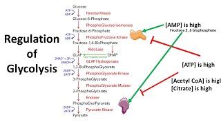 Glycolysis Gluconeogenesis And The Pentose Phosphate Pathway B T Ch Xanh