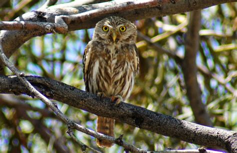 Tommy Ds Birding Expeditions Owling Arizona 15 Ways To Become Better