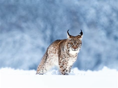 Eurasian lynx Snow Animals World Bing 4K Preview | 10wallpaper.com