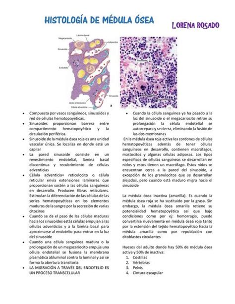 Histolog A De La M Dula Sea Lorena Rosado Lamentedelmedico Udocz