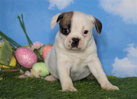 English Bulldogpuggle For Sale Sugarcreek Oh Female Carrie Ac