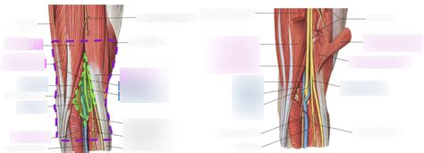 Fossa Poplitea Diagram Quizlet