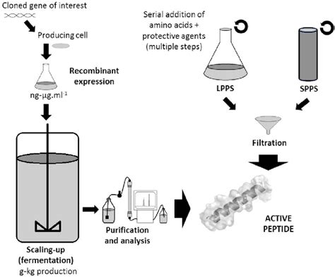 Main Methods Recombinant Cell Based System And Chemical Syntehsis