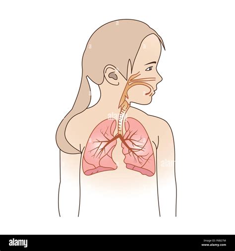 Aparato Respiratorio Diafragma Im Genes Vectoriales De Stock Alamy