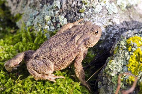 Crapaud Commun Bufo De Bufo Sur La Mousse Photo Stock Image Du