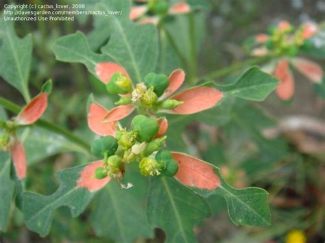 Plantfiles Pictures Summer Poinsettia Mexican Fire Plant Mexican