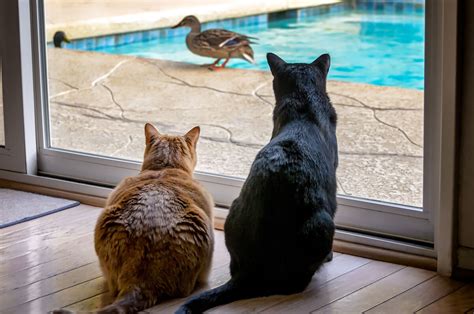 Por qué los gatos hacen ruido cuando ven los pájaros MichiMío