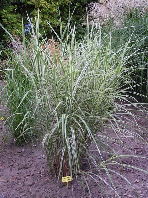 Miscanthus Sinensis Variegatus Flevo Siergras