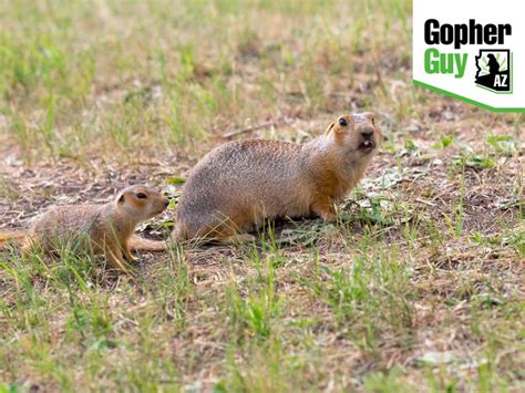 Understanding Gophers: Behavior, Appearance & Life Cycle