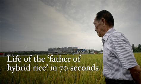 Chinese Hybrid Rice Helps Feed The World Global Times