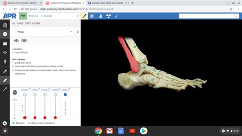 Ankle Joint Flashcards Quizlet