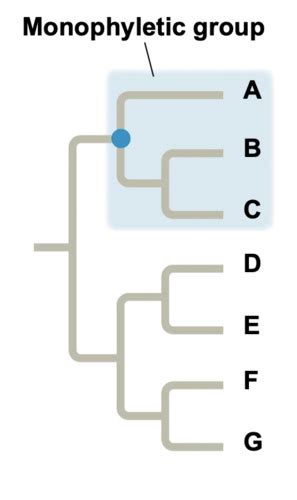 BIL 160 Chapter 28 Protists Flashcards Quizlet