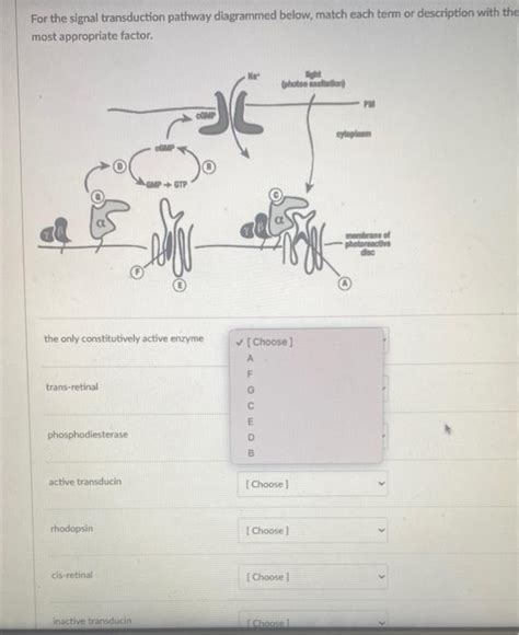 Solved For The Signal Transduction Pathway Diagrammed Below Chegg