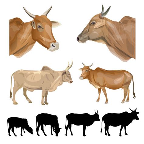 Zebu Cattle Illustrations Royalty Free Vector Graphics And Clip Art Istock