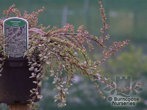 Cotoneaster Horizontalis Variegatus From Burncoose Nurseries