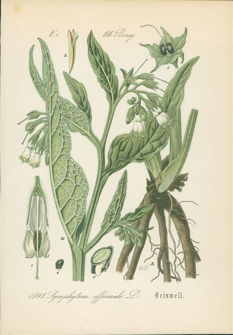 Chromolithographie Echter Beinwell Symphytum Officinale L