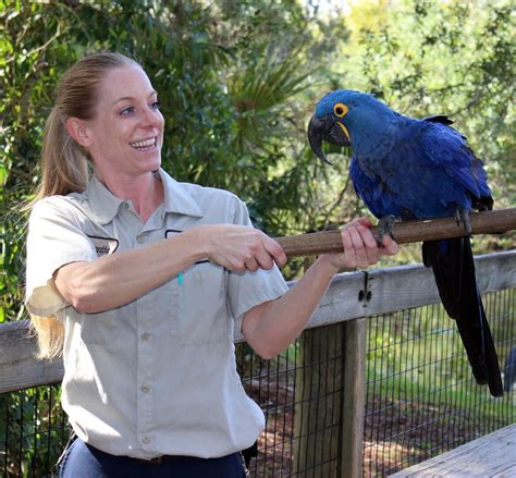 Hyacinth Macaw