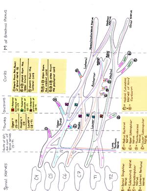 Lesson Lecture Notes Osteology Of Humerus And Pectoral Girdle