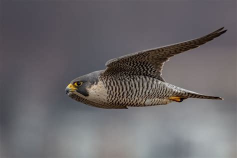 Peregrine Falcon Speed: How Fast Is A Peregrine Falcon?