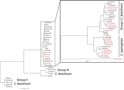 Core Gene Phylogenetic Trees Of C Sporogenes And C Botulinum Genomes