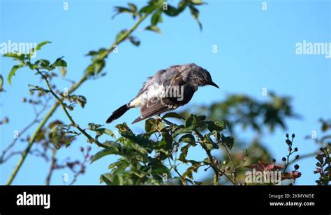 Mockingbird feathers Stock Videos & Footage - HD and 4K Video Clips - Alamy