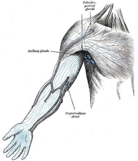 Supratrochlear lymph nodes - Alchetron, the free social encyclopedia