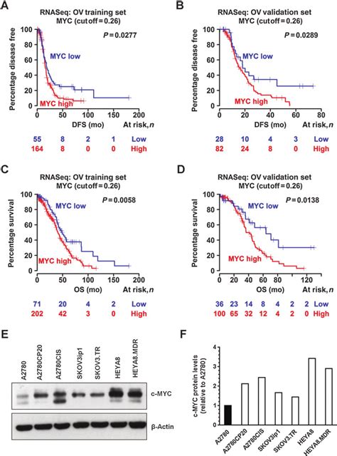 Expression Of C Myc In Ovarian Cancer Cells And Human Tumors Level