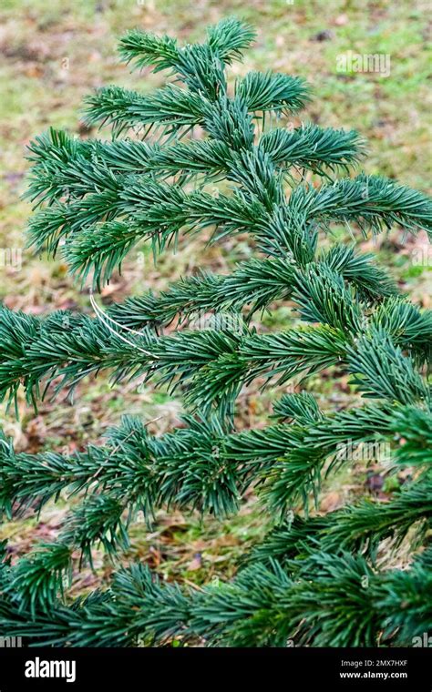 Nordmann Fir Abies Nordmanniana Robusta Stock Photo Alamy