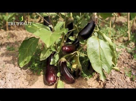 Est Ce Qu Il Faut Enlever Les Gourmands Aux Aubergines Housekeeping