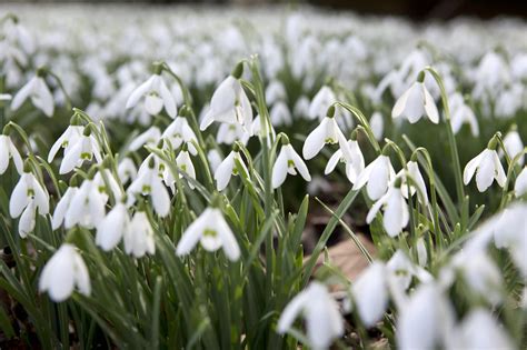 Sneeuwklokjes Delen Voor Nog Meer Witte Bloemetjes Gardeners World