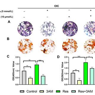 Effect Of Res On Osteogenic Differentiation Of Mc T E Cells A Alp