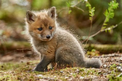 Fox cubs: when to see them, what they're called and what they sound like - Countryfile.com