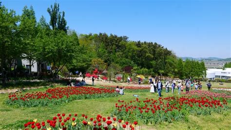 충남 가볼만한곳 아산 피나클랜드 수목원 튤립 꽃축제 네이버 블로그