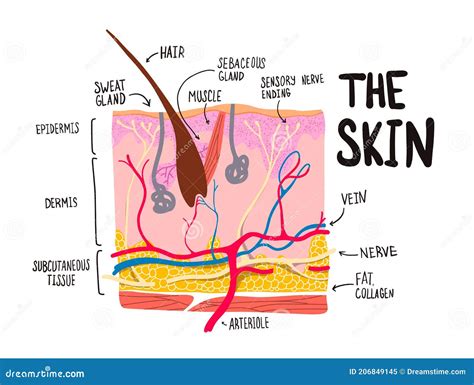 Anatomia Das Células Da Pele Humana Ilustração do Vetor Ilustração de