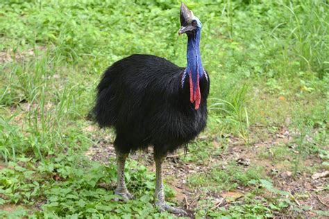 Southern Cassowary – Facts, Habitat, Diet, Pictures, and More