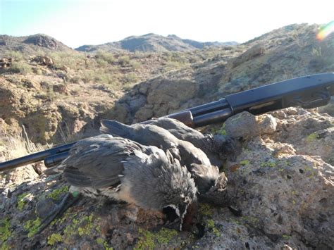 Quail Hunting Arizona: Wickenburg - Arizona WanderingsArizona Wanderings