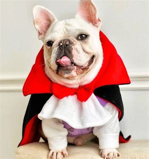 Funny Dog Costumes for Halloween You Will Love!